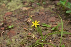 Hypoxis aurea